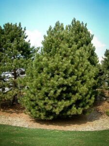 Сосна Чёрная (Pinus Nigra) купить по цене от 270.00р. в интернет-магазине «Посадика» с доставкой почтой в в Минеральные Водые и по всей России – [изображение №1].