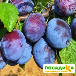 Слива Чачакская ранняя купить по цене от 229.00р. в интернет-магазине «Посадика» с доставкой почтой в в Минеральные Водые и по всей России – [изображение №1].