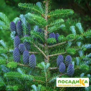 Пихта корейская (Abies koreana) купить по цене от 450.00р. в интернет-магазине «Посадика» с доставкой почтой в в Минеральные Водые и по всей России – [изображение №1].