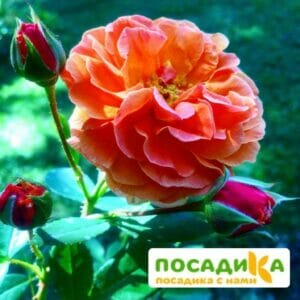 Роза Арабия купить по цене от 350.00р. в интернет-магазине «Посадика» с доставкой почтой в в Минеральные Водые и по всей России – [изображение №1].