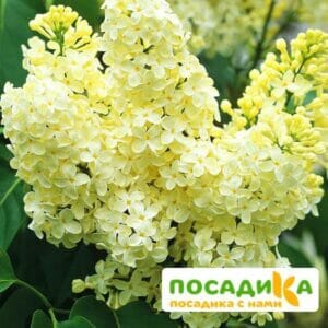 Сирень Примроуз (Primrose) купить по цене от 529.00р. в интернет-магазине «Посадика» с доставкой почтой в в Минеральные Водые и по всей России – [изображение №1].