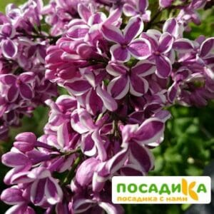 Сирень Сенсация купить по цене от 529.00р. в интернет-магазине «Посадика» с доставкой почтой в в Минеральные Водые и по всей России – [изображение №1].