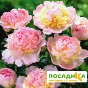 Пион Распберри Сандей (Paeonia Raspberry Sundae) купить по цене от 959р. в интернет-магазине «Посадика» с доставкой почтой в в Минеральные Водые и по всей России – [изображение №1].