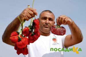 Клубника Гигант Джорнея купить по цене от 266р. в интернет-магазине «Посадика» с доставкой почтой в в Минеральные Водые и по всей России – [изображение №1].