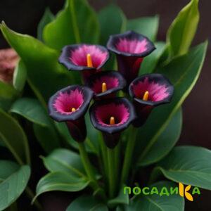 Калла Аура Лейс купить по цене от 400р. в интернет-магазине «Посадика» с доставкой почтой в в Минеральные Водые и по всей России – [изображение №1].