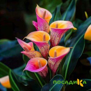 Калла Оникс купить по цене от 450р. в интернет-магазине «Посадика» с доставкой почтой в в Минеральные Водые и по всей России – [изображение №1].