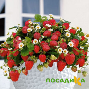 Клубника Рубиновый Шепот (горшечная) купить по цене от 240р. в интернет-магазине «Посадика» с доставкой почтой в в Минеральные Водые и по всей России – [изображение №1].