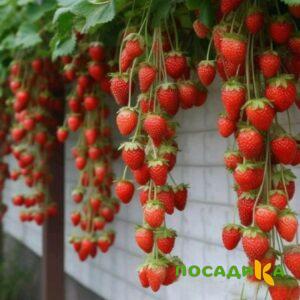 Клубника вьющаяся Комплимент купить по цене от 470р. в интернет-магазине «Посадика» с доставкой почтой в в Минеральные Водые и по всей России – [изображение №1].