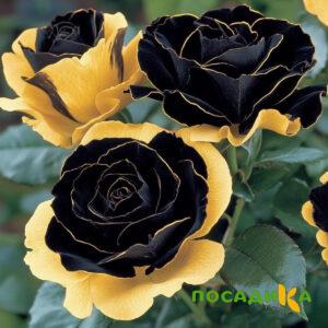 Роза Ханни Сикл купить по цене от 700р. в интернет-магазине «Посадика» с доставкой почтой в в Минеральные Водые и по всей России – [изображение №1].