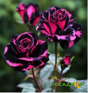 Роза Багровый Шепот купить по цене от 366р. в интернет-магазине «Посадика» с доставкой почтой в в Минеральные Водые и по всей России – [изображение №1].