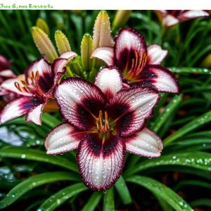 Лилейник Крим Сикл купить по цене от 799р. в интернет-магазине «Посадика» с доставкой почтой в в Минеральные Водые и по всей России – [изображение №1].