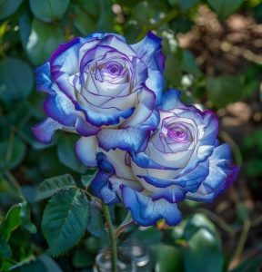 Роза Пэтолз Хоуп купить по цене от 333р. в интернет-магазине «Посадика» с доставкой почтой в в Минеральные Водые и по всей России – [изображение №1].