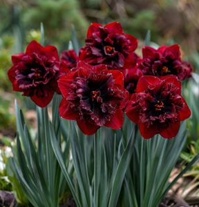 Нарцисс Сапфировый Бриз купить по цене от 3000р. в интернет-магазине «Посадика» с доставкой почтой в в Минеральные Водые и по всей России – [изображение №1].