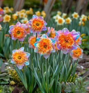 Нарцисс Айвери Дон купить по цене от 3000р. в интернет-магазине «Посадика» с доставкой почтой в в Минеральные Водые и по всей России – [изображение №1].