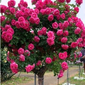 Роза Версаля купить по цене от 232р. в интернет-магазине «Посадика» с доставкой почтой в в Минеральные Водые и по всей России – [изображение №1].