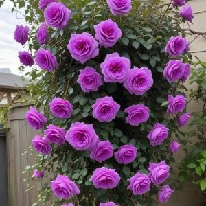 Роза Мистик Уайт купить по цене от 620р. в интернет-магазине «Посадика» с доставкой почтой в в Минеральные Водые и по всей России – [изображение №1].