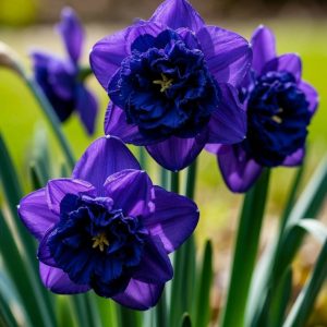 Нарцисс Арт Нуво купить по цене от 378р. в интернет-магазине «Посадика» с доставкой почтой в в Минеральные Водые и по всей России – [изображение №1].