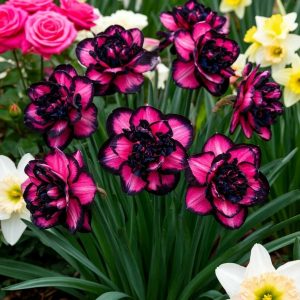 Нарцисс Золотая Корона купить по цене от 2000р. в интернет-магазине «Посадика» с доставкой почтой в в Минеральные Водые и по всей России – [изображение №1].