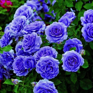 Роза Блю Мун купить по цене от 450р. в интернет-магазине «Посадика» с доставкой почтой в в Минеральные Водые и по всей России – [изображение №1].