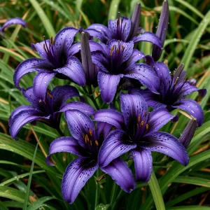 Лилейник Блю Айрис купить по цене от 324р. в интернет-магазине «Посадика» с доставкой почтой в в Минеральные Водые и по всей России – [изображение №1].