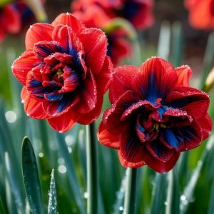 Нарцисс Эрличе купить по цене от 386р. в интернет-магазине «Посадика» с доставкой почтой в в Минеральные Водые и по всей России – [изображение №1].