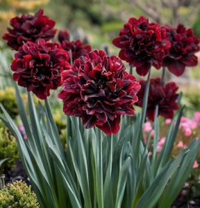 Нарцисс Малиновая Вуаль купить по цене от 3000р. в интернет-магазине «Посадика» с доставкой почтой в в Минеральные Водые и по всей России – [изображение №1].