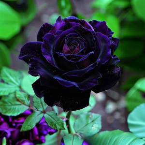 Роза Блэк Пантер купить по цене от 319р. в интернет-магазине «Посадика» с доставкой почтой в в Минеральные Водые и по всей России – [изображение №1].