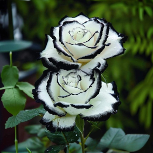 Роза Силк Ивин купить по цене от 319р. в интернет-магазине «Посадика» с доставкой почтой в в Минеральные Водые и по всей России – [изображение №1].