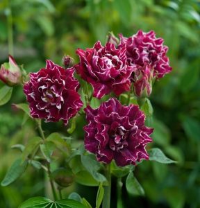 Роза Опаловый Пейзаж купить по цене от 490р. в интернет-магазине «Посадика» с доставкой почтой в в Минеральные Водые и по всей России – [изображение №1].