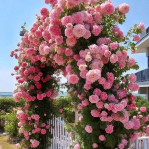 Роза Пастель Розе купить по цене от 605р. в интернет-магазине «Посадика» с доставкой почтой в в Минеральные Водые и по всей России – [изображение №1].