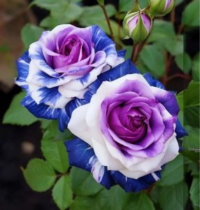 Роза Айвори Каскад купить по цене от 420р. в интернет-магазине «Посадика» с доставкой почтой в в Минеральные Водые и по всей России – [изображение №1].