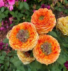 Роза Золотой Мираж купить по цене от 420р. в интернет-магазине «Посадика» с доставкой почтой в в Минеральные Водые и по всей России – [изображение №1].