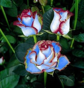 Роза Сафайер Пэтл купить по цене от 450р. в интернет-магазине «Посадика» с доставкой почтой в в Минеральные Водые и по всей России – [изображение №1].